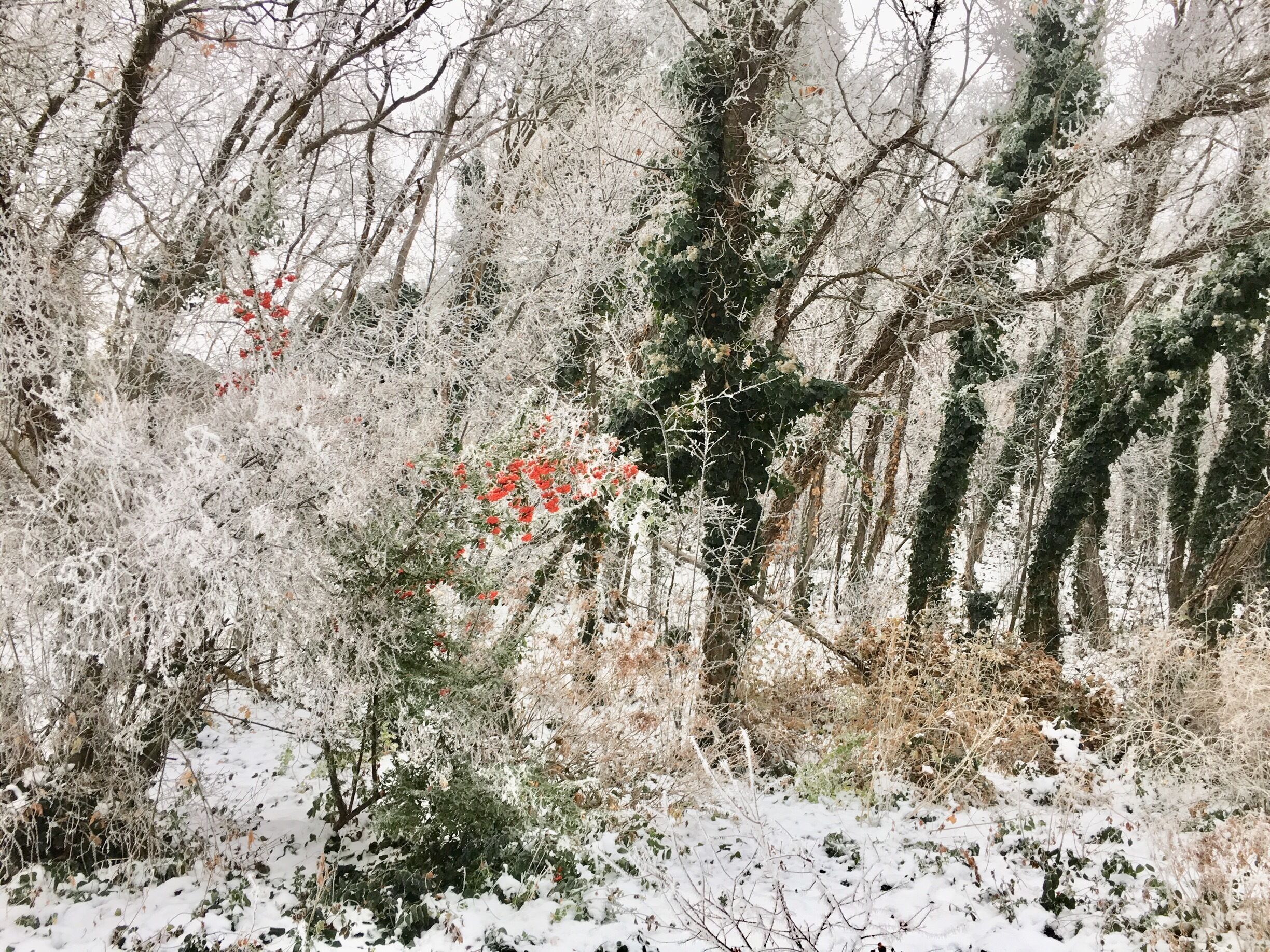 #utahexperience #utahcaptures #utahphotographer #utah #utahgram #utahisrad #utahstate #weUtah #weRutah #wowutah #igutah #iloveutah #instautah #explore #exploreutah  #xputah  #visitutah  #visitsaltlake #instaweatherpro #ItsAmazingOutThere #weatherchannel #pictureoftheday #picturelinepictureoftheday #saltlakecity #kutv2news #beaUtahful #utwx #HoarFrost 
Another great example of hoarfrost where invisible water vapor in the gas stage skips a stage (condensing to liquid water) and 'deposits' directly to solid ice crystals!