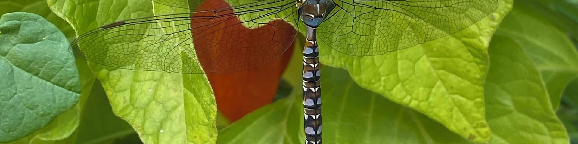 A dragonfly perched on a green leaf.