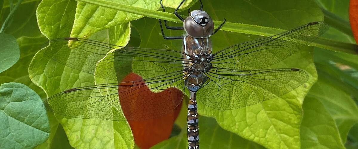 A dragonfly perched on a green leaf.