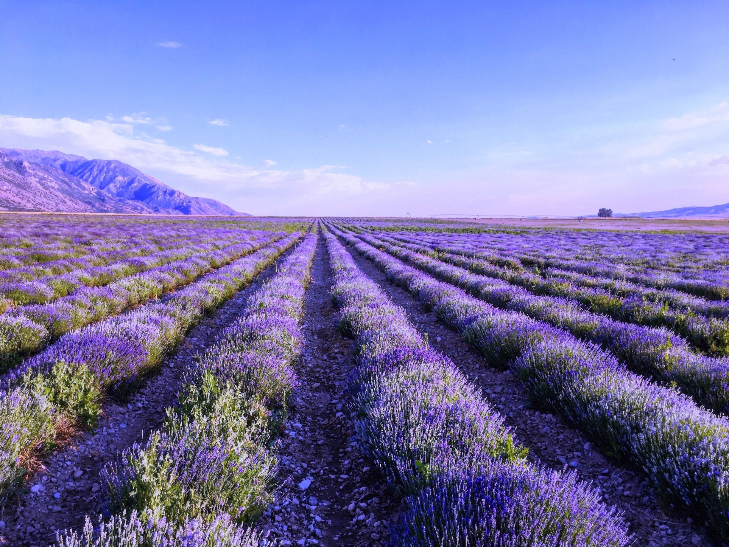 enjoy lavender day this weekend at Young Living Lavender Farm Mona Utah don't forget lavender ice cream and lavender smoothie🍦

#picturelinepictureoftheday #instaweatherpro  #nationalgeographic  #utahlife #utahstate #utahtravels #utahcollective #utahweather #pictureoftheday #picture_to_keep  #pictureline #weather #slcphotoproject #slcphotographer #good4utah  #picturelinedrones
#outdoorphotography #igutah #wowutah #kutv2news #LiveElevated #beaUTAHful #visitutah  #vscocam #weatherchannel #ItsAmazingOutThere #utahgram #lavender