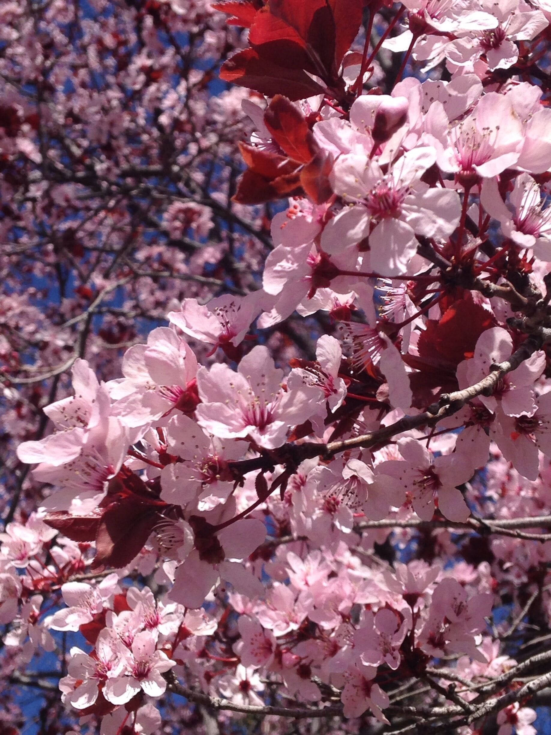Gorgeous Day at University Of Utah 