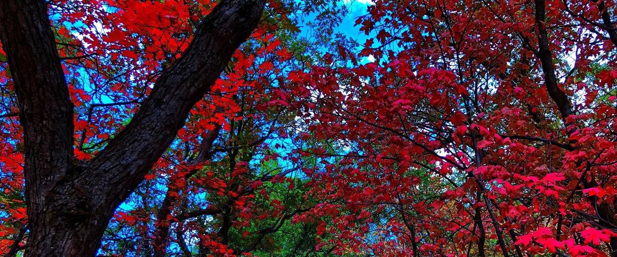 #utahexperience #utahcaptures #utahphotographer #utah #utahgram #utahisrad #utahstate #weUtah #weRutah #wowutah #igutah #instawow #iloveutah #instautah #explore #exploreutah #xputah #visitutah #visitsaltlake #instaweatherpro #ItsAmazingOutThere #weatherchannel #pictureoftheday #picturelinepictureoftheday #kutv2news #fallcolors #autumn #redbuttegarden