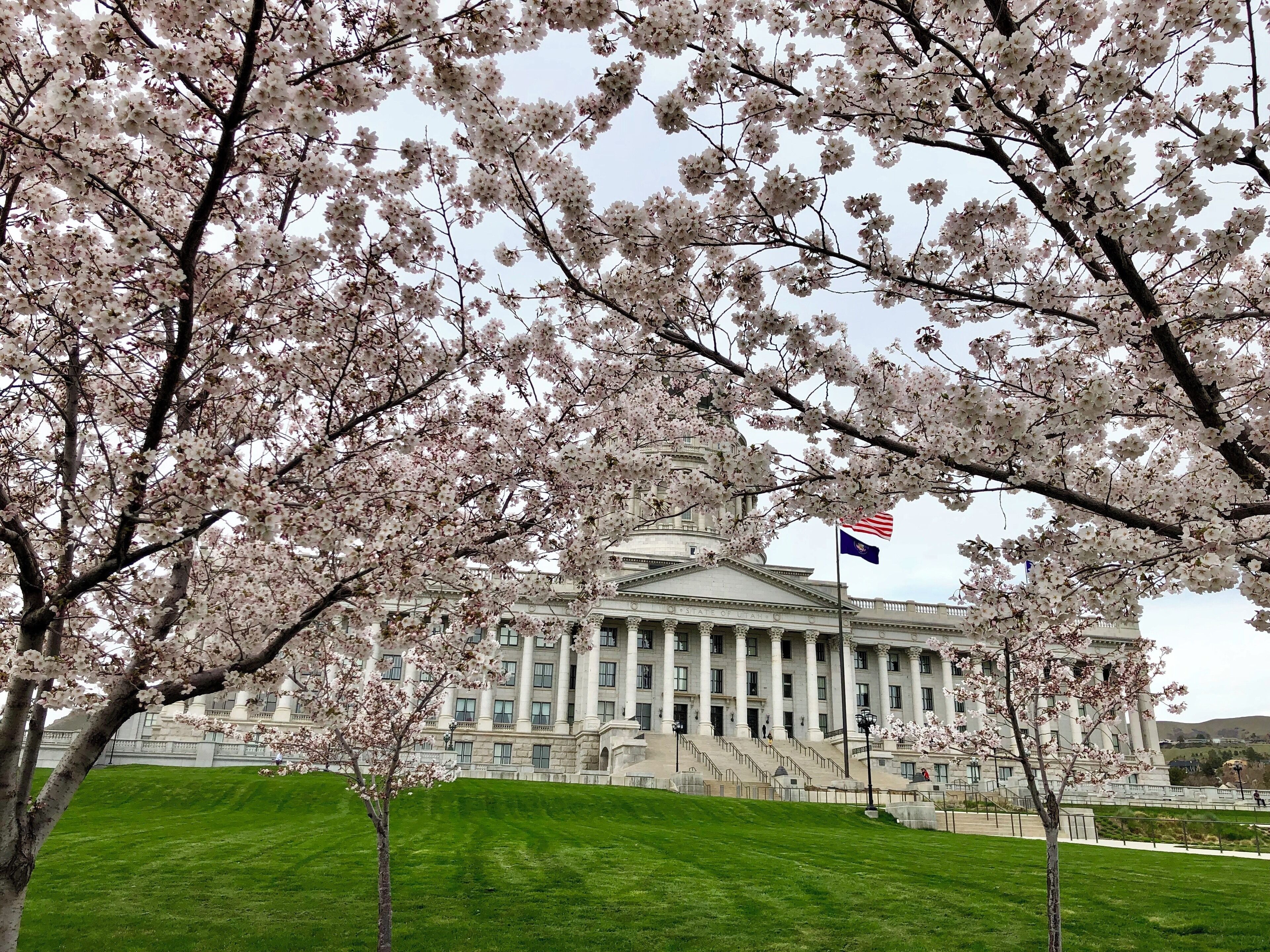 The Yoshino Cherry Trees are blossoming at the capital