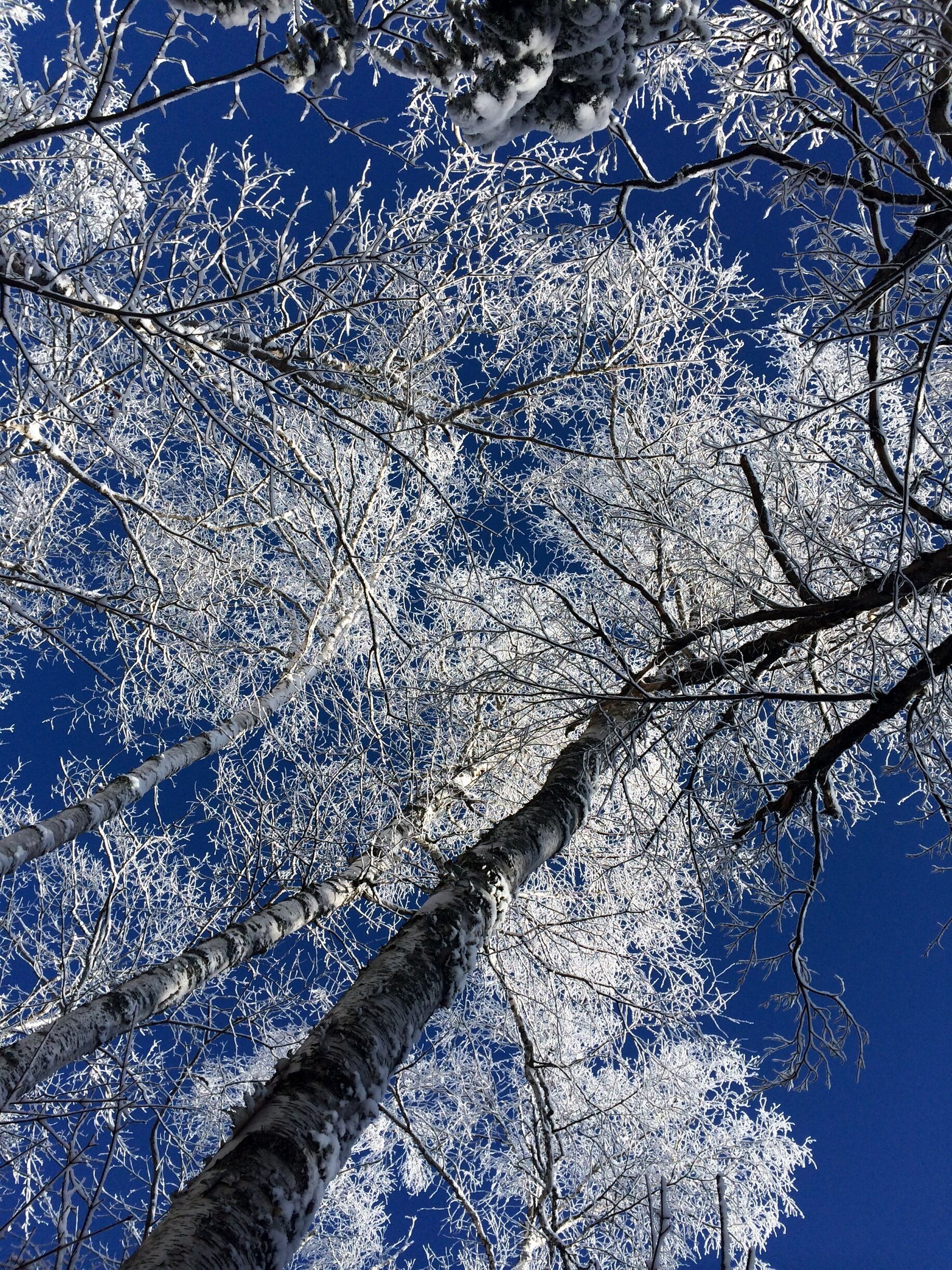 #bluebirdday #ADK #winter
 