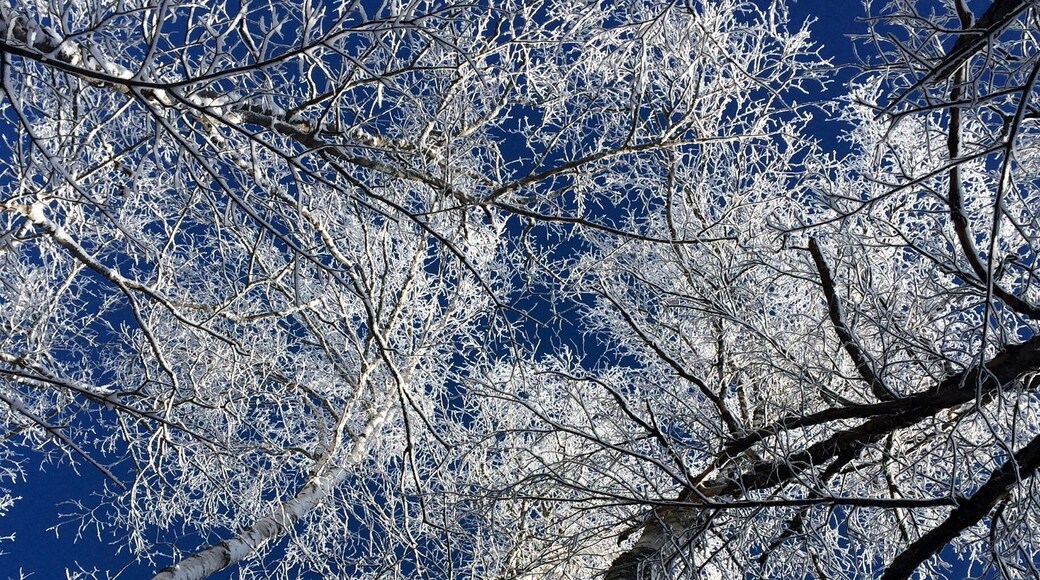 #bluebirdday #ADK #winter