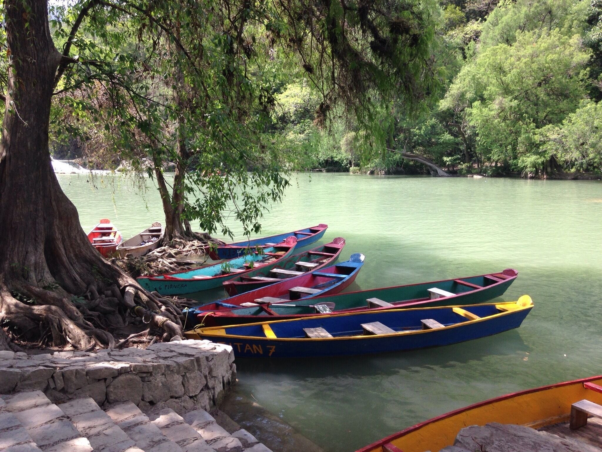 Jungle in the Huasteca Potosina 