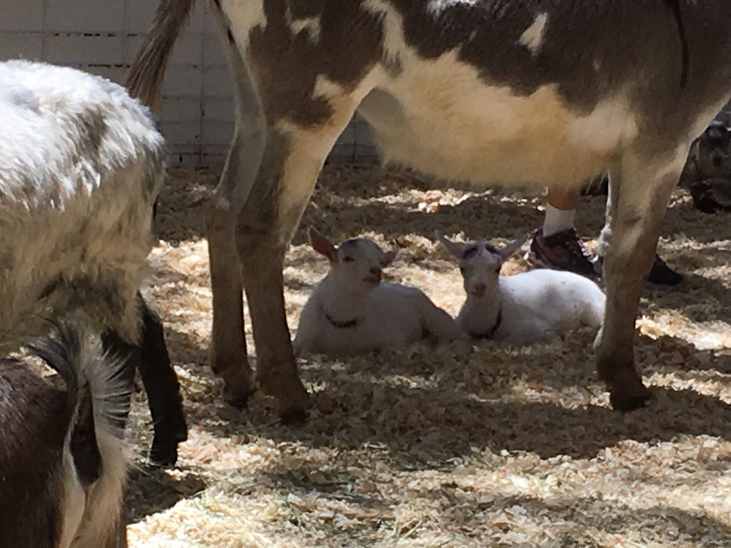 Twin goats just a few days old, so precious.