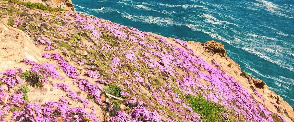 Spring in California is just stunning! Looking for gray whales off the coast of the lighthouse cliffs here in Point Reyes.
#blue #BestOf5
More on www.ajauntwithjoy.com