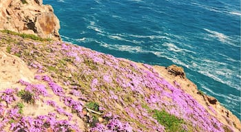 Spring in California is just stunning! Looking for gray whales off the coast of the lighthouse cliffs here in Point Reyes.
#blue #BestOf5
More on www.ajauntwithjoy.com