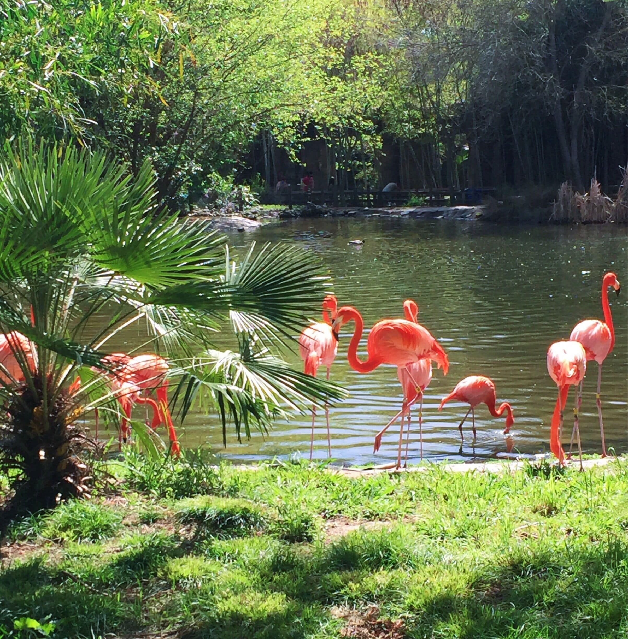 Small zoo but most of the animals are pretty close. And there's Giraffe feeding!
More on http://www.ajauntwithjoy.com