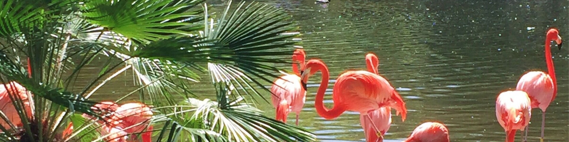 Small zoo but most of the animals are pretty close. And there's Giraffe feeding!
More on http://www.ajauntwithjoy.com