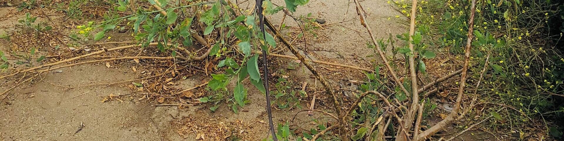 The colors of California.