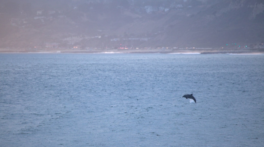 Santa Monica qui includes vie marine et vues littorales