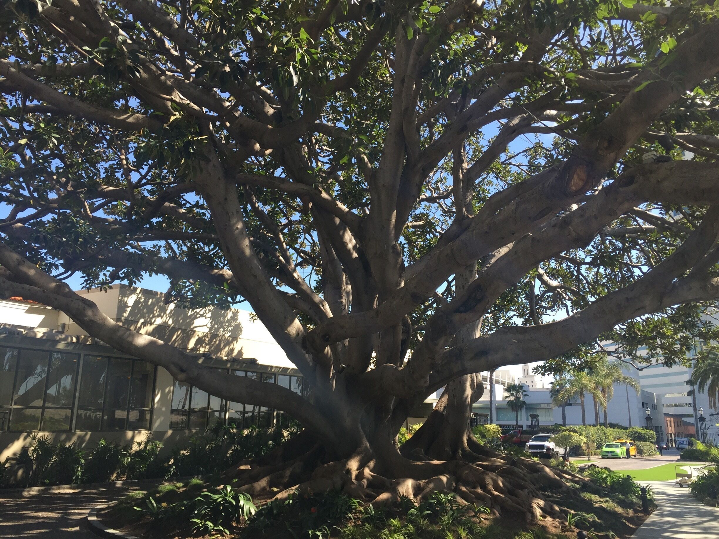 Unbelievably beautiful old, and huge sycamore tree at main entrance to Fairmount in Santa Monica. Stayed here unexpectedly and it was great. Be sure to have an evening cocktail at the Bungalow; incredibly cool spot on property. 