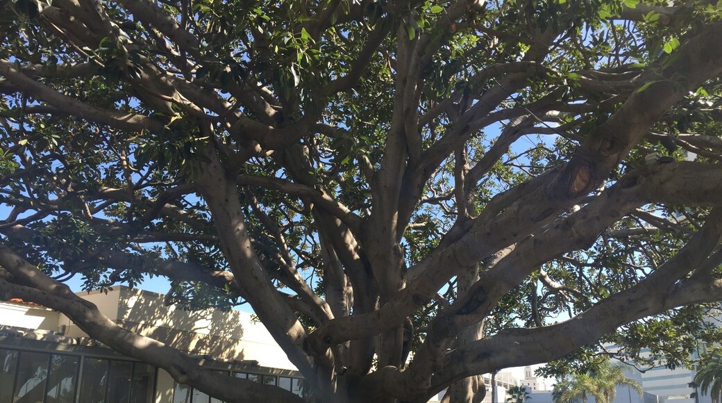 Unbelievably beautiful old, and huge sycamore tree at main entrance to Fairmount in Santa Monica. Stayed here unexpectedly and it was great. Be sure to have an evening cocktail at the Bungalow; incredibly cool spot on property.