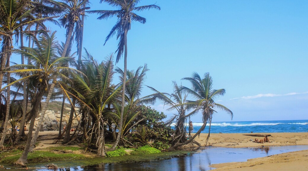 Palm trees make me feel good... They're so nice! another view of another beach of the Tayrona #NationalPark