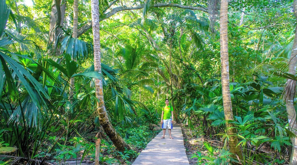 Let's play I Spy: I Spy me... where? I only see #green... Really should have worn a different color shirt, lol
This is the way to the beaches at the #NationalPark It's a massive rain forest... Amazing walk, great views