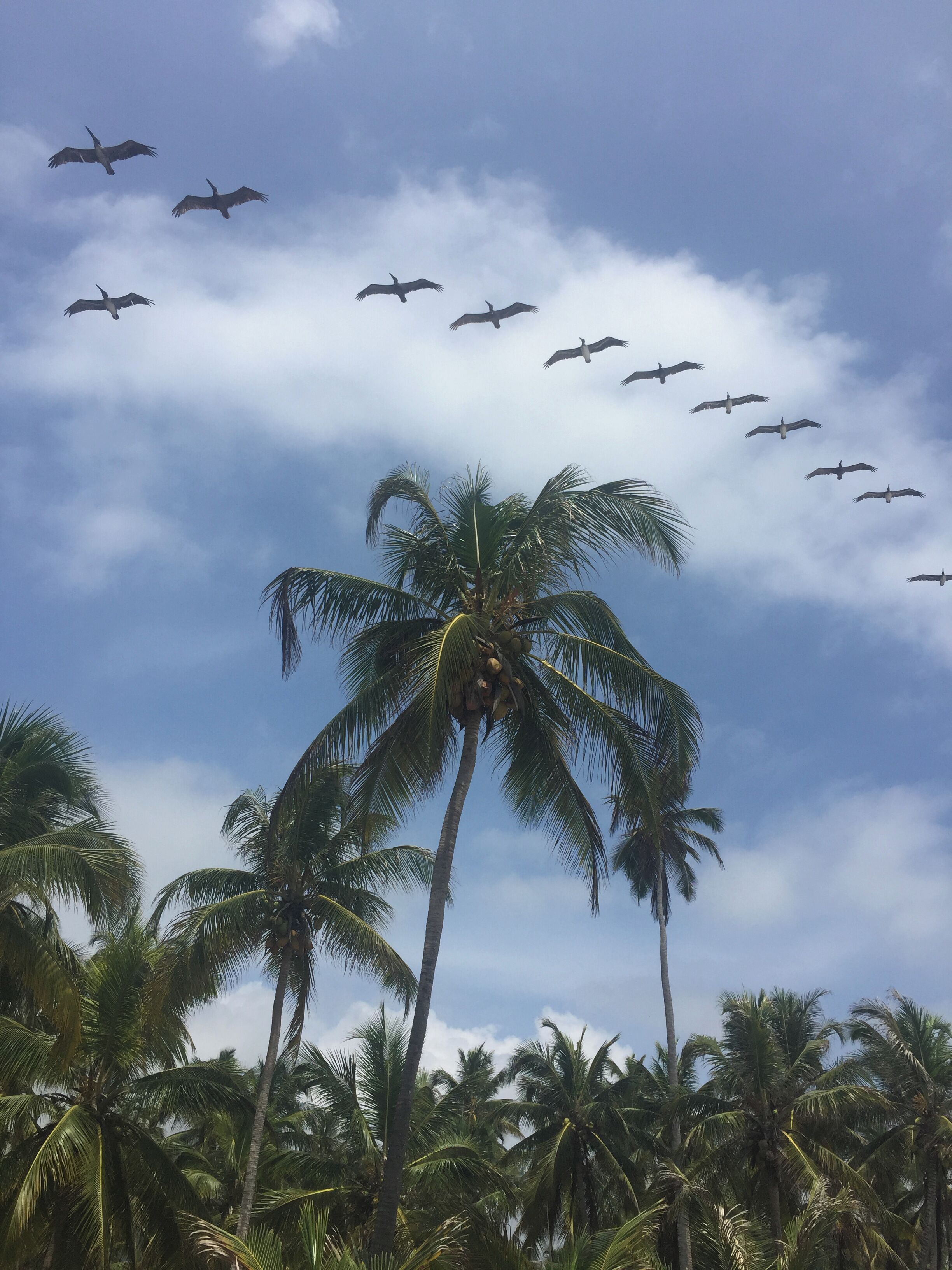 Superb welcome to our surfing day!
Brown pelicans simply flying above our heads.
I think I saw more pelicans in and around Tayrona than I saw monkeys. On the other hand, back home (Danube Delta), they are so shy and elusive. 