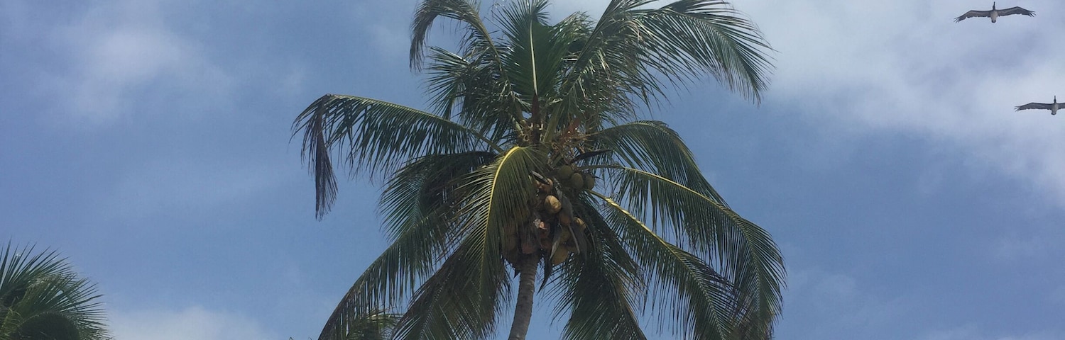Uma palmeira com cocos e um bando de pássaros voando no céu.