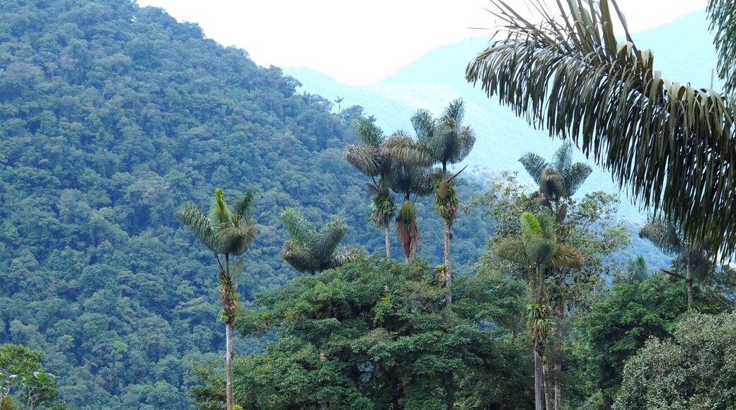 The Lost City in the Sierra Nevada de Santa Marta. This used to be the main city of the Tairona civilization. Nowadays you can visit the ruins by doing a 4-6 day trek through the jungle. I recommend doing it in 5 days. It's a tough trek but definitely worth it.