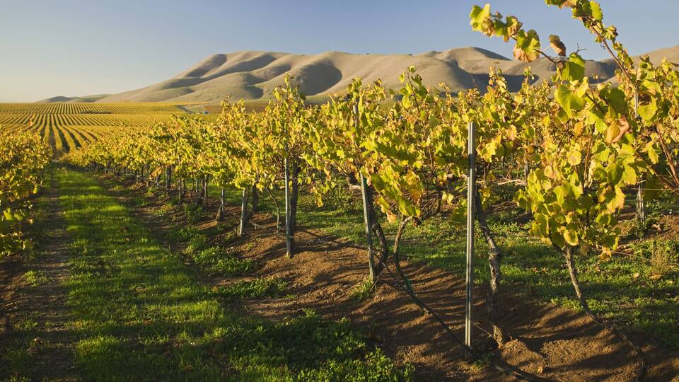 A vineyard with rows of grapevines and rolling hills in the background.