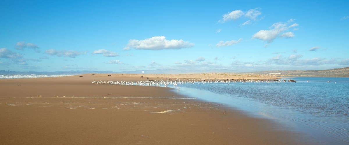 Seagulls on peninsula of sand between Pacific ocean and the Santa Maria river at the Rancho Guadalupe Sand Dunes Preserve on the central coast of California United States