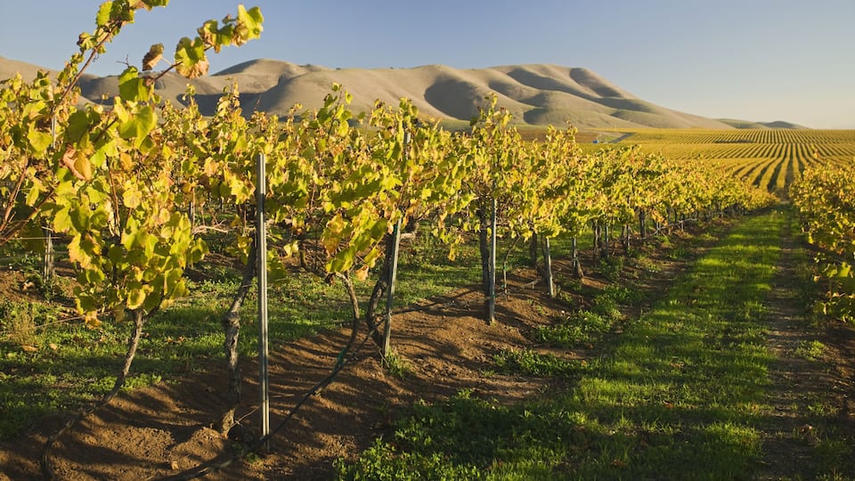 A vineyard with rows of grapevines and a mountain range in the background.