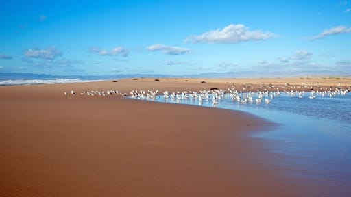 Seagulls on peninsula of sand between Pacific ocean and the Santa Maria river at the Rancho Guadalupe Sand Dunes Preserve on the central coast of California United States
