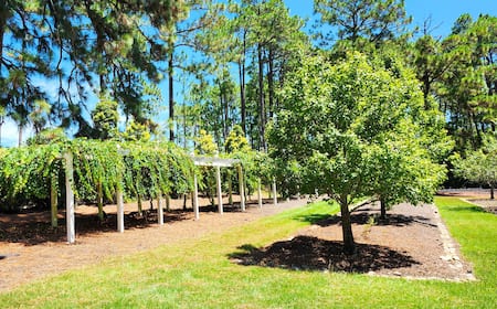 pinehurst and tobacco road package Offers Tobacco Road Golf Club |