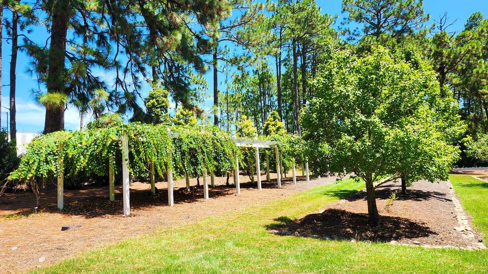 A landscaped garden with a row of young trees supported by white stakes, a central tree, and a clear blue sky.