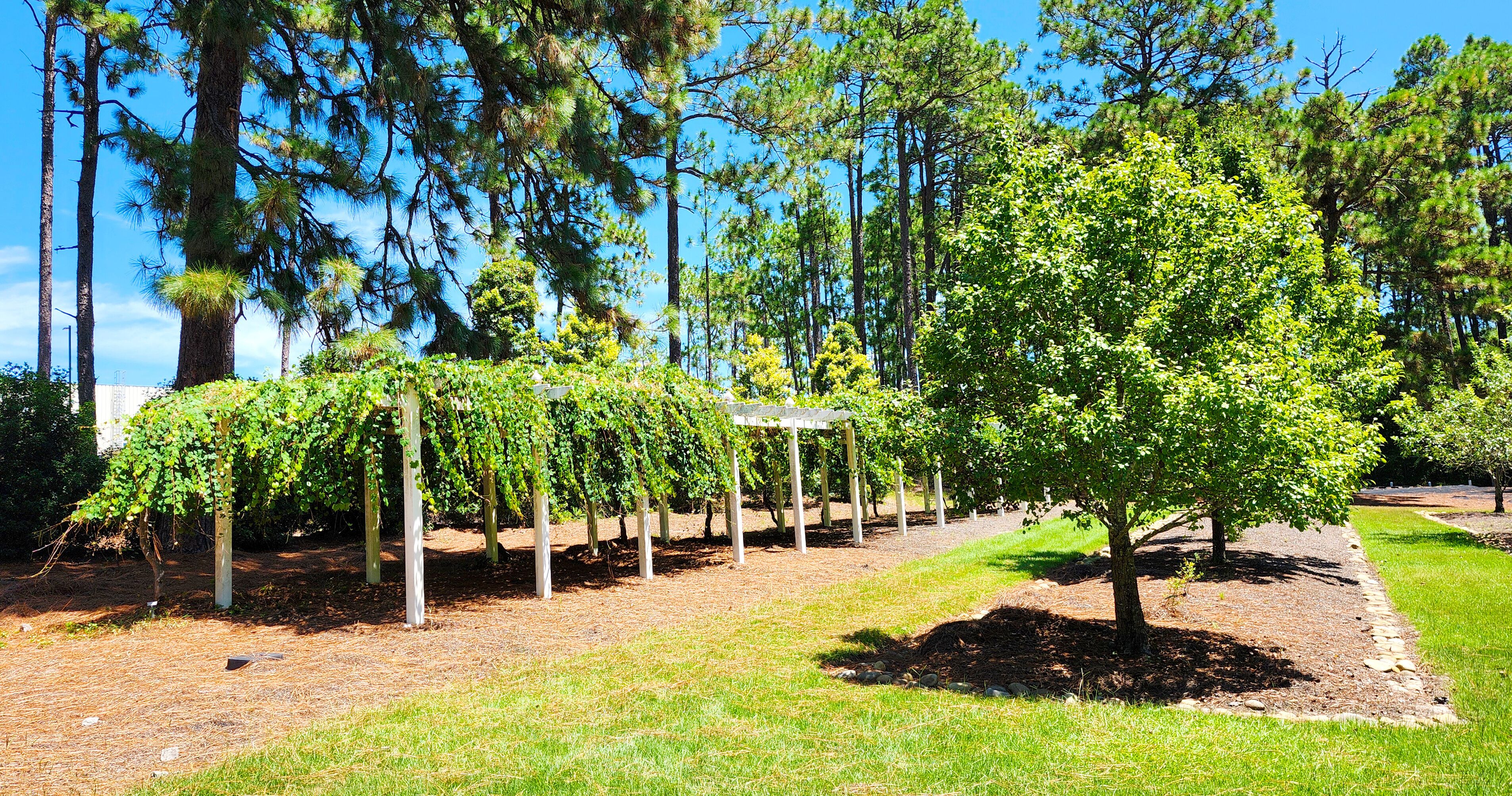 A landscaped garden with a row of young trees supported by white stakes, a central tree, and a clear blue sky.