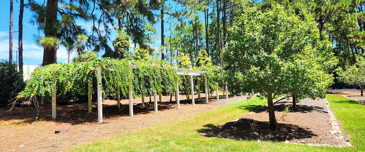 A landscaped garden with a row of young trees supported by white stakes, a central tree, and a clear blue sky.