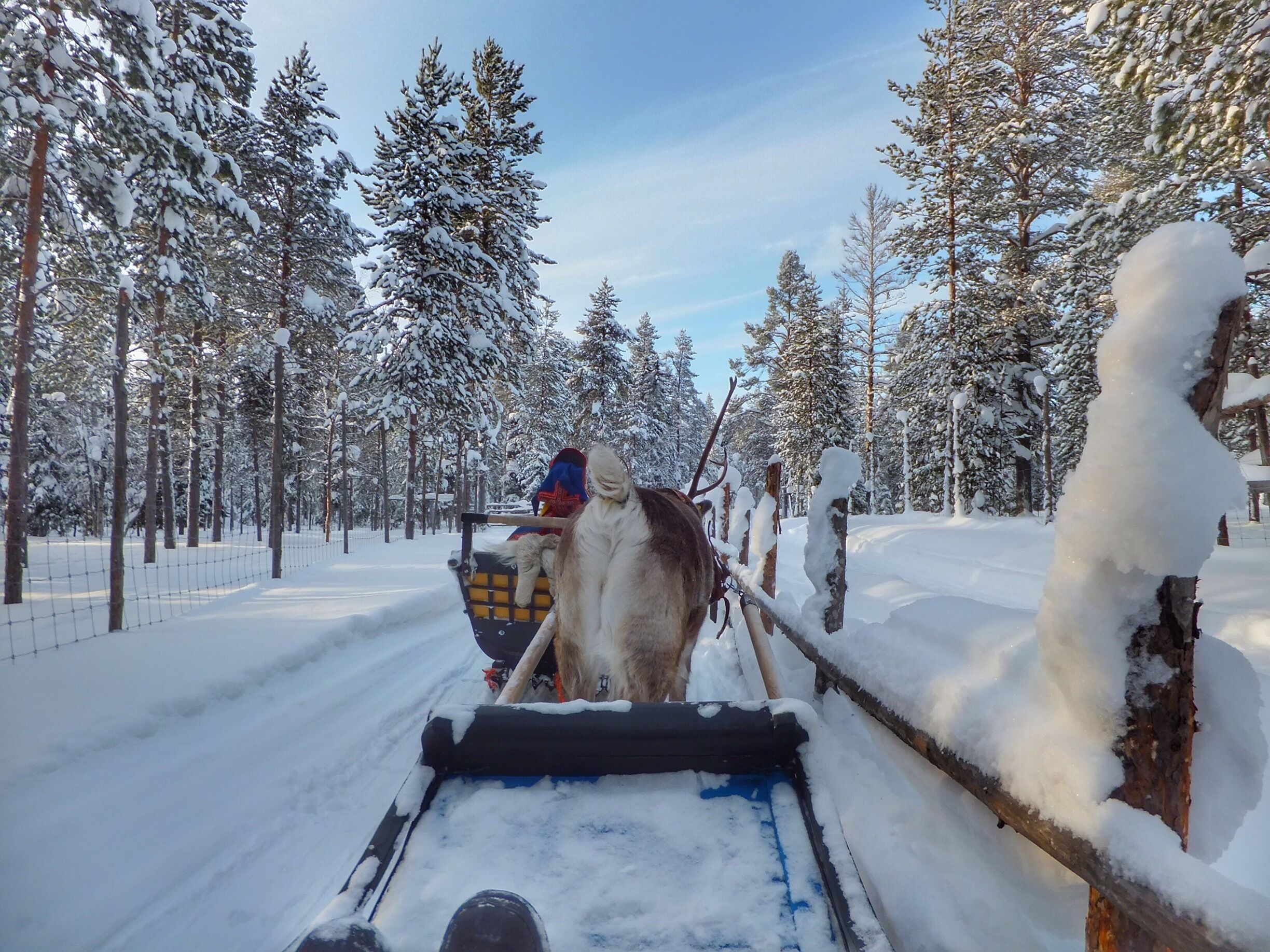 Reindeer ride in Lapland 