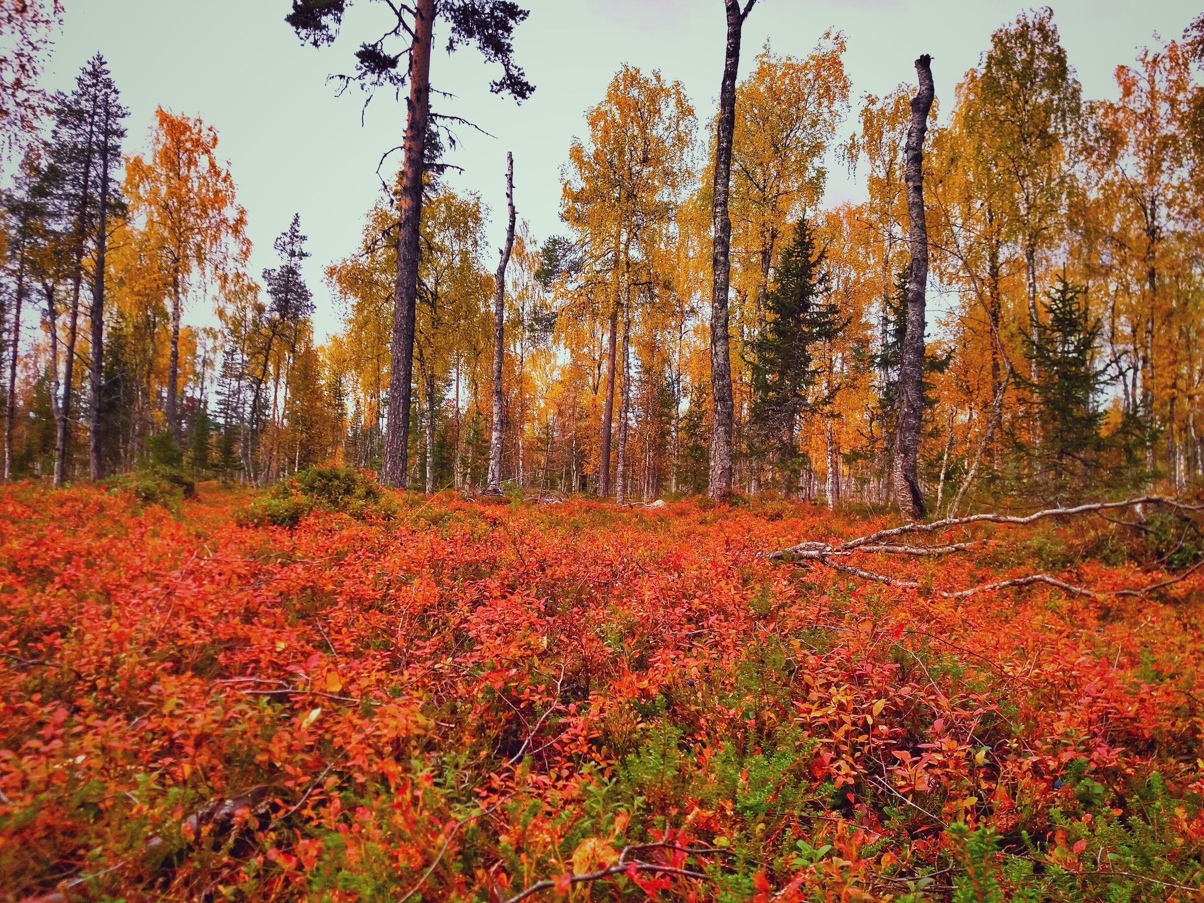 I was totally taken away the beauty of autumn colors like these on the 10km road from Vuotso to Sompio nature reserve. 