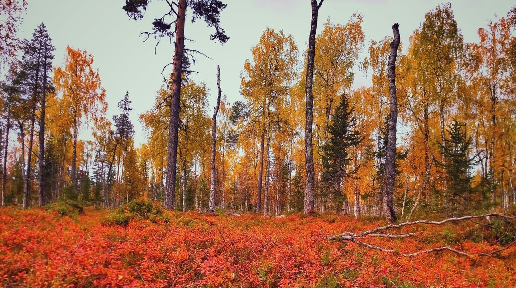 I was totally taken away the beauty of autumn colors like these on the 10km road from Vuotso to Sompio nature reserve.