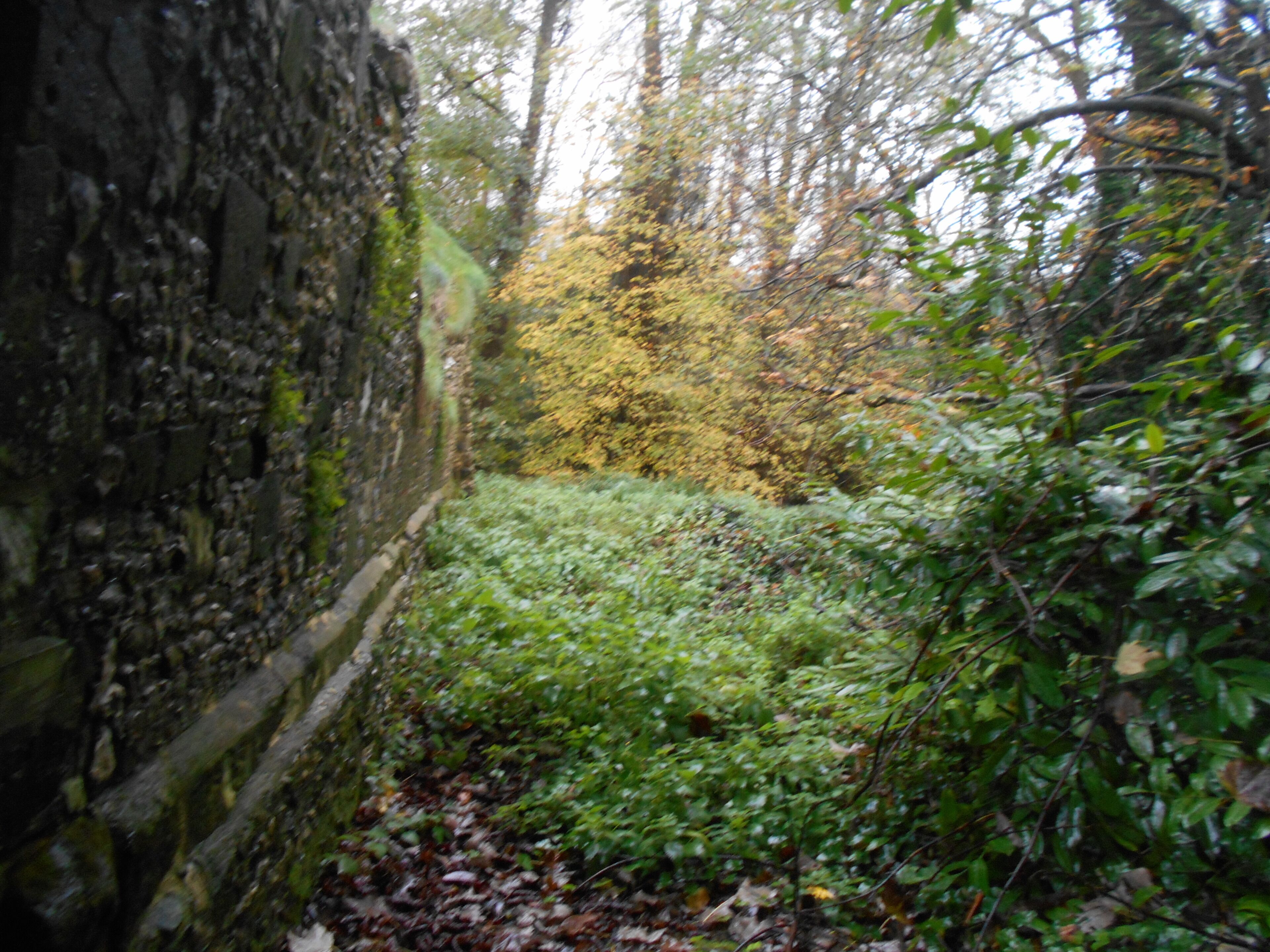 A forested area with a moss-covered stone wall and dense undergrowth.