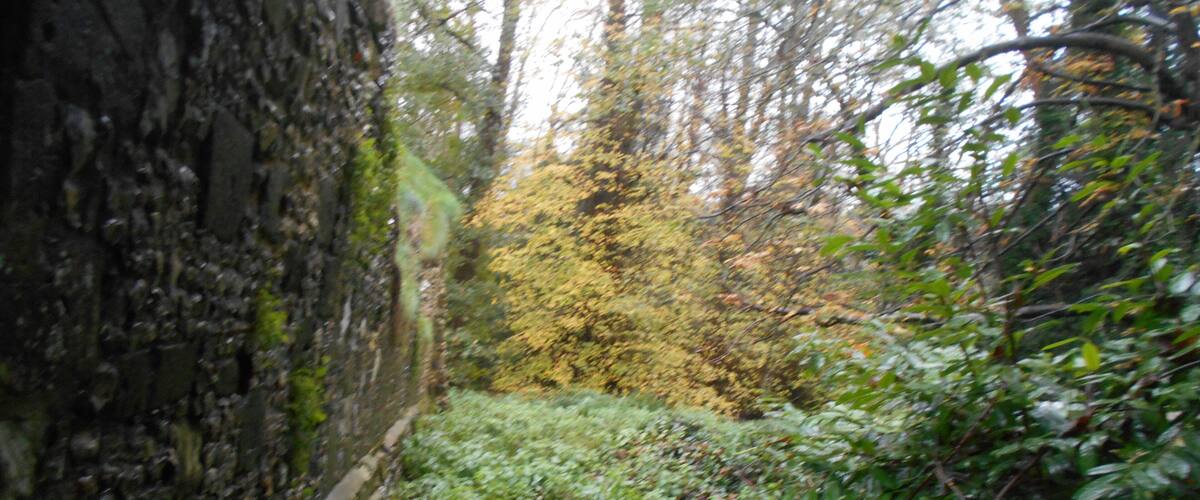 A forested area with a moss-covered stone wall and dense undergrowth.