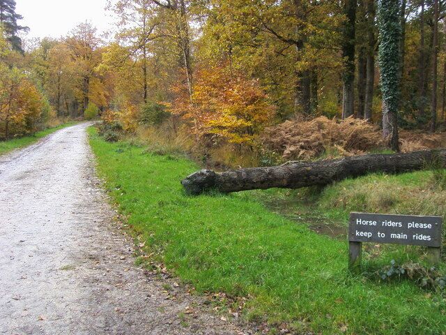 Ride into Costicles Inclosure Off Woodlands Road ride into Costicles Inclosure