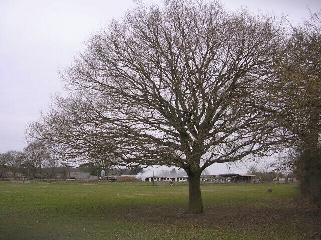 Lone oak tree in a field at Moorlands. A footpath runs along the edge of this field south of the stables at Moorlands.