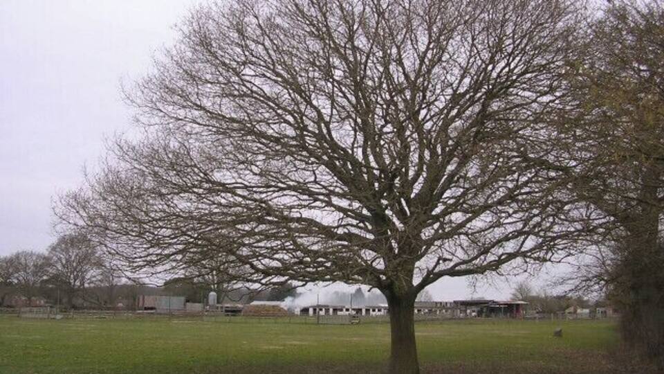 A leafless tree in a grassy field with a building in the background.