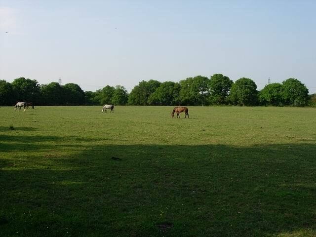 More Horses. Several riding stables in the area. Grass is heavily grazed but hedges are very well developed.