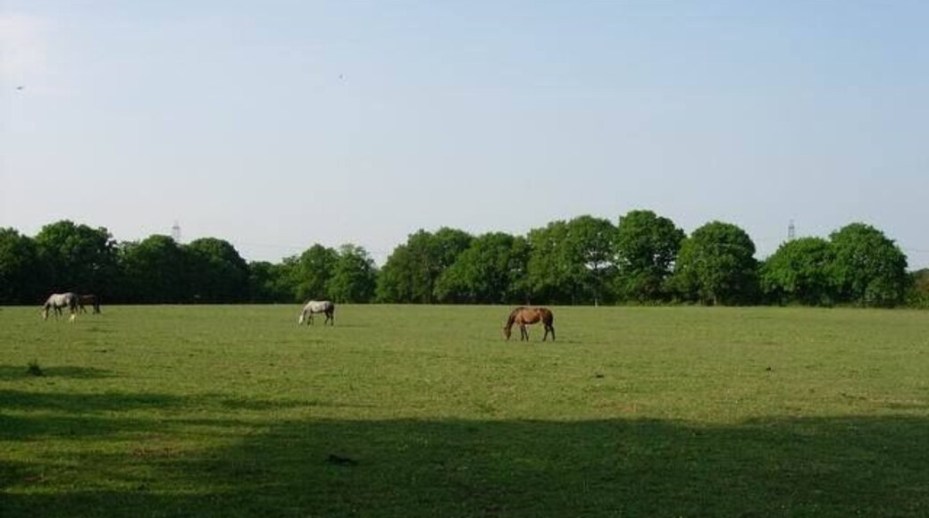 More Horses. Several riding stables in the area. Grass is heavily grazed but hedges are very well developed.