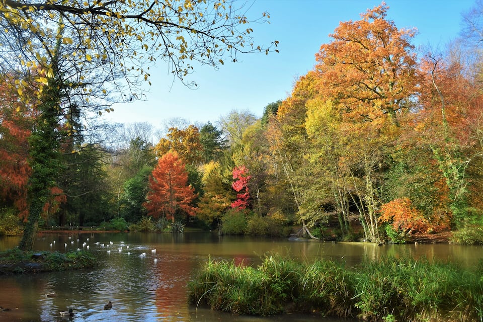 Un llac serè envoltat d'arbres de colors tardanes i un grup d'ocells aquàtics.