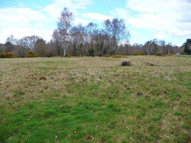 A grassy field with trees in the background.