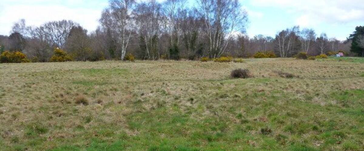 A grassy field with trees in the background.