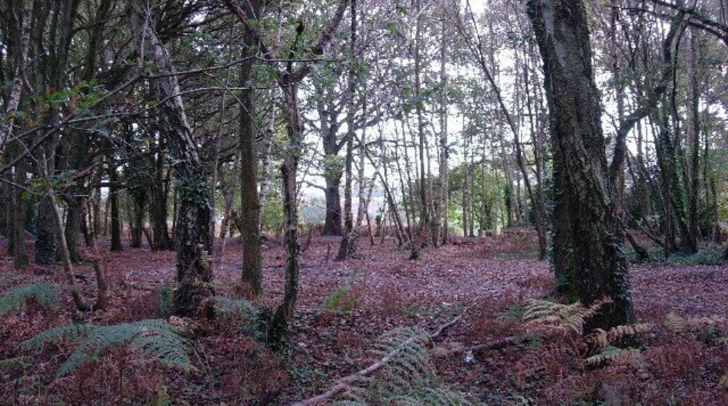 Birch woodland. Complete with litter - near an A-road so presumably a picnic stop-off spot