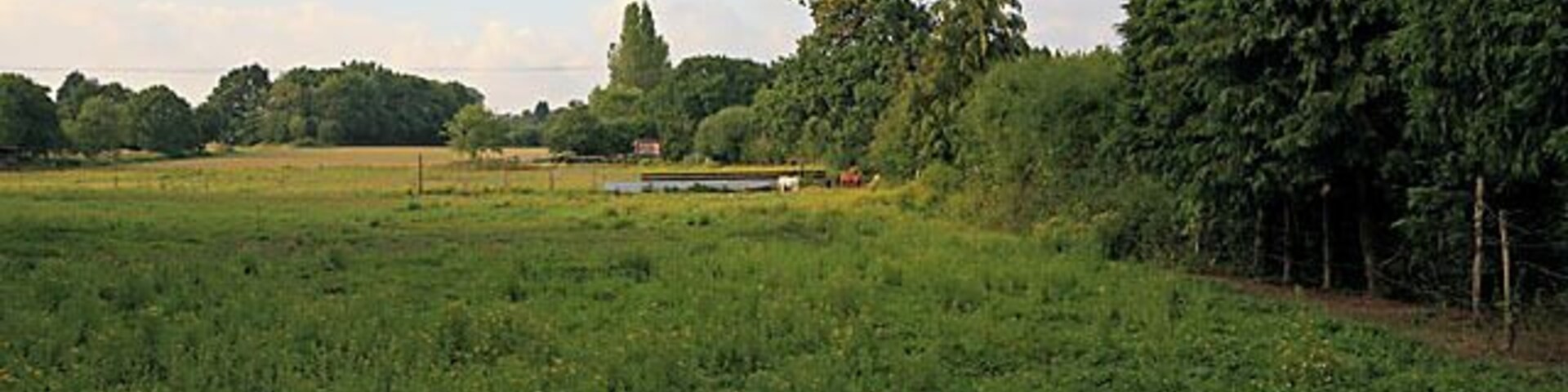A green field with trees and a building in the distance.