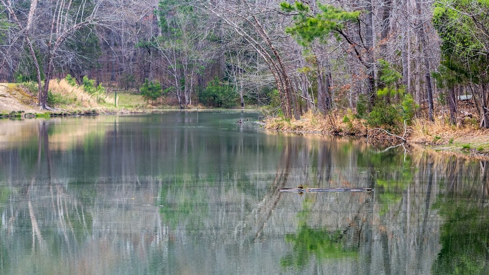 A calm river surrounded by trees and a grassy bank.