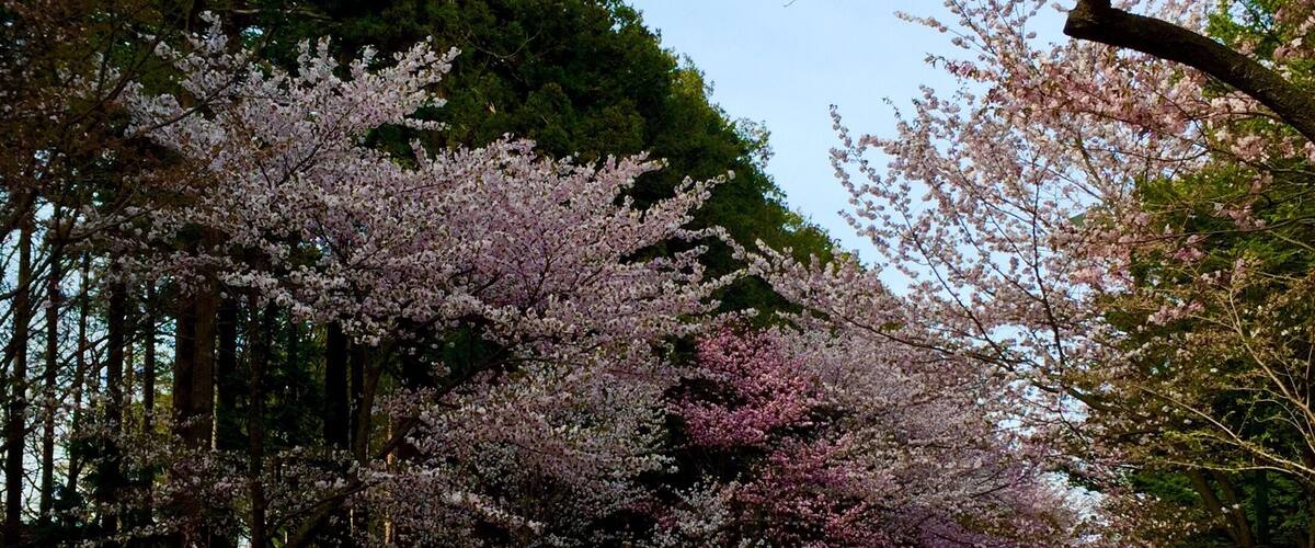北海道神宮
桜の参道