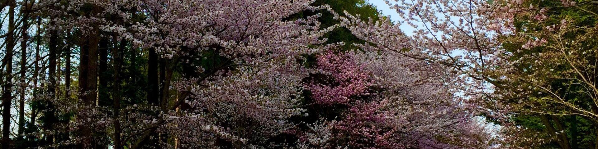 ćæ”·éç„ćźź
æĄăźćé